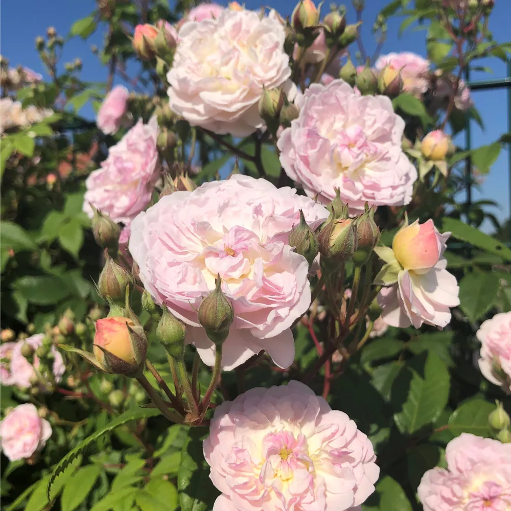 Patio Rose Romantic Siluetta – Traditional Roses